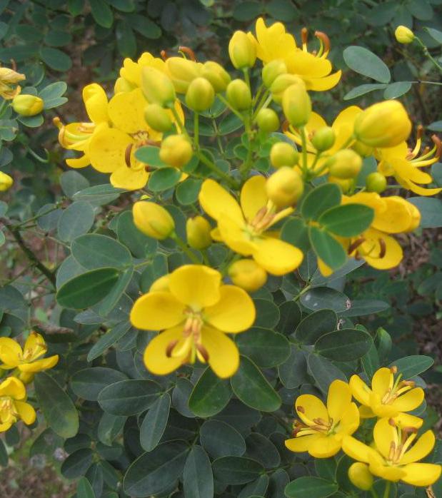 長沙東日?qǐng)@林工程有限公司,長沙園林綠化工程,長沙綠化養(yǎng)護(hù)管理