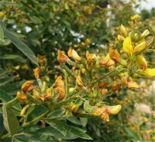 長沙東日園林工程有限公司,長沙園林綠化工程,長沙綠化養(yǎng)護管理 長沙東日園林工程有限公司,長沙園林綠化工程,長沙綠化養(yǎng)護管理